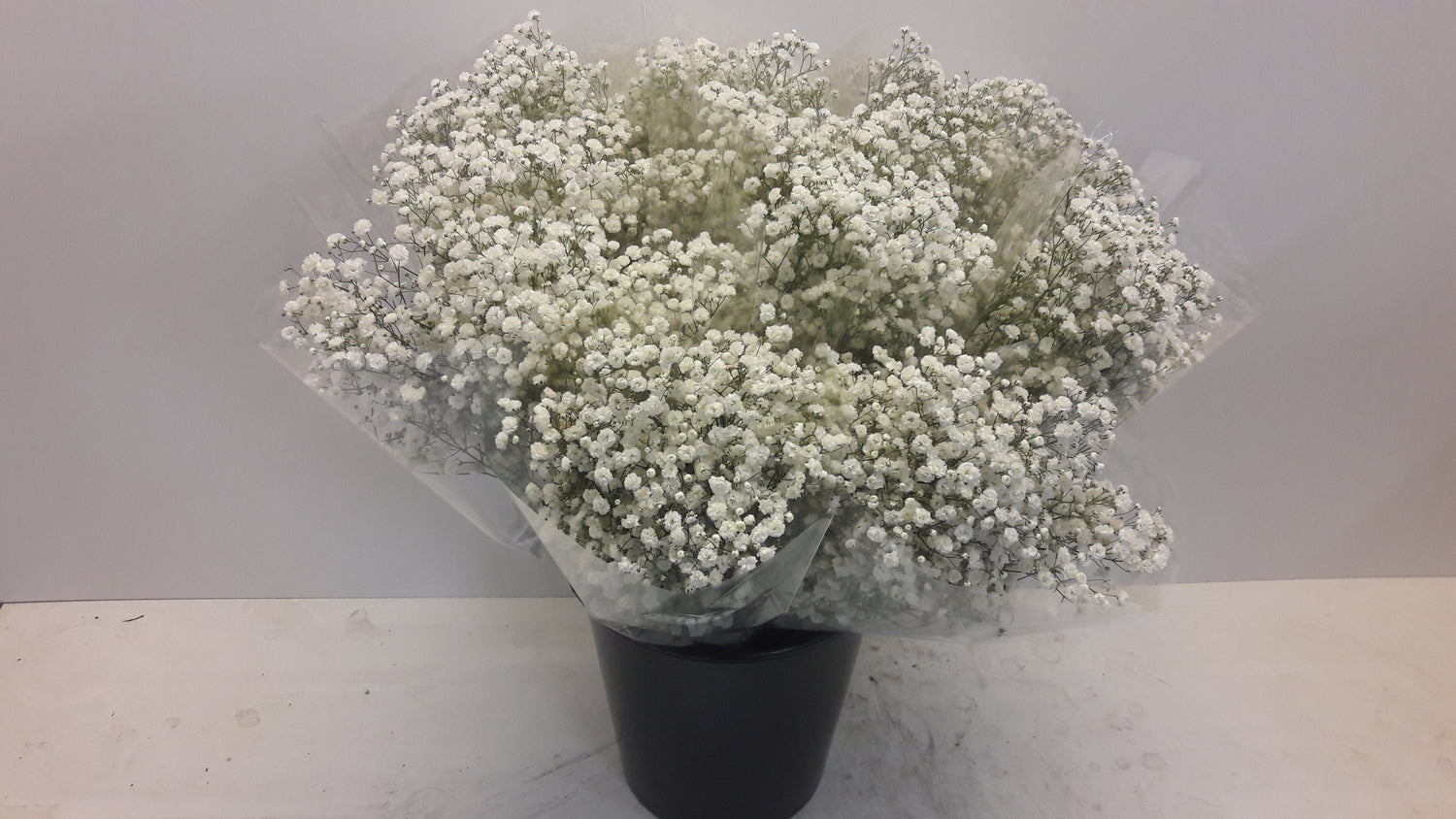 Gypsophila Paniculata Xlence