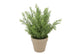 Silk Cypress Green In Pot Terra L 33x33x50cm