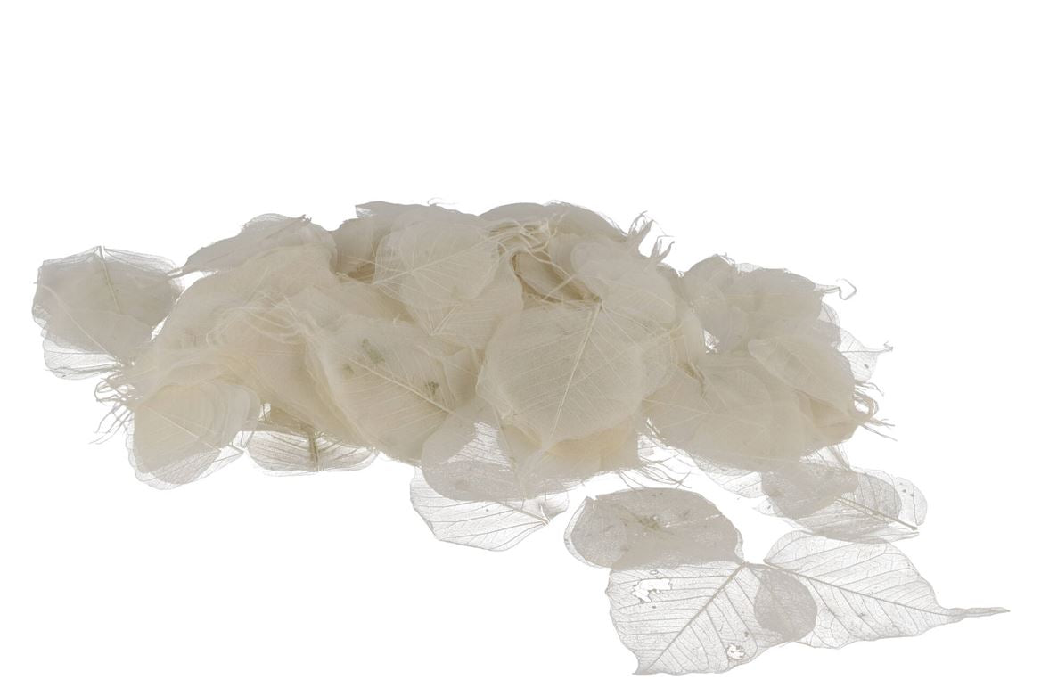 Feuilles Squelette Blanc Par 200 Pièces