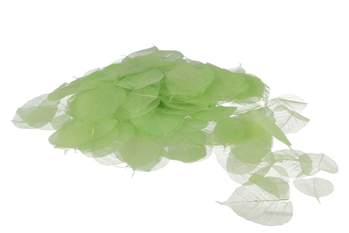 Feuilles Squelette Lime Par 200 Pièces