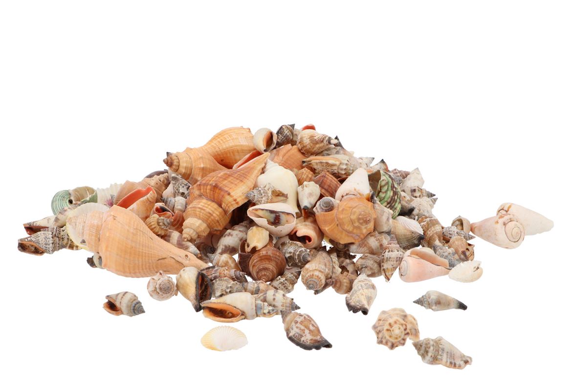 Coquillage Mix Large Par 1 Kilo