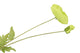 Silk Poppy Leaf Green 96cm Nm