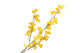 Silk Wolfberry Yellow 106cm Nm