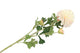 Silk Dahlia 3x Creme 65cm Nm
