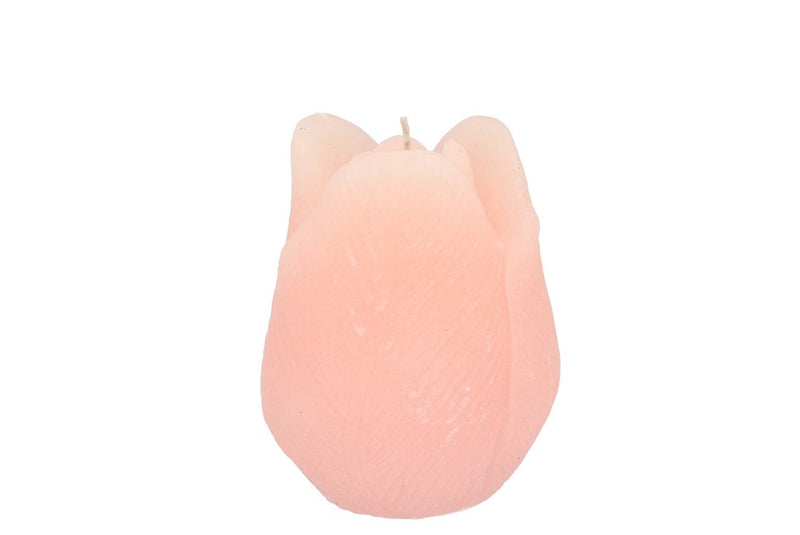 Candle Tulip White Pink 7x8cm Nm