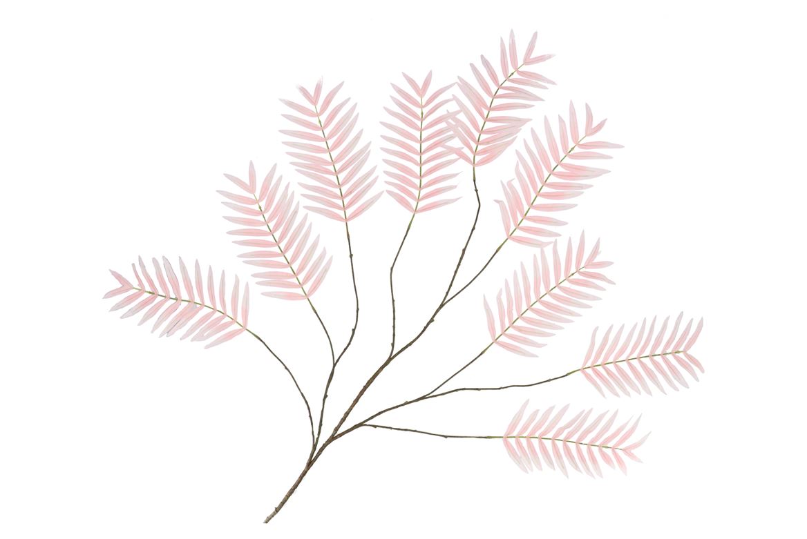 Silk Palm Leaf Light Pink 150cm Nm