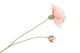 Silk Poppy 2x Light Pink 70cm