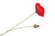 Silk Poppy 2x Red 70cm