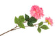Silk Dahlia 2x Pink Real Touch 60cm Nm
