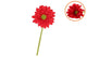 Silk Gerbera Red 72cm Nm