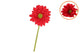 Silk Gerbera Red 72cm