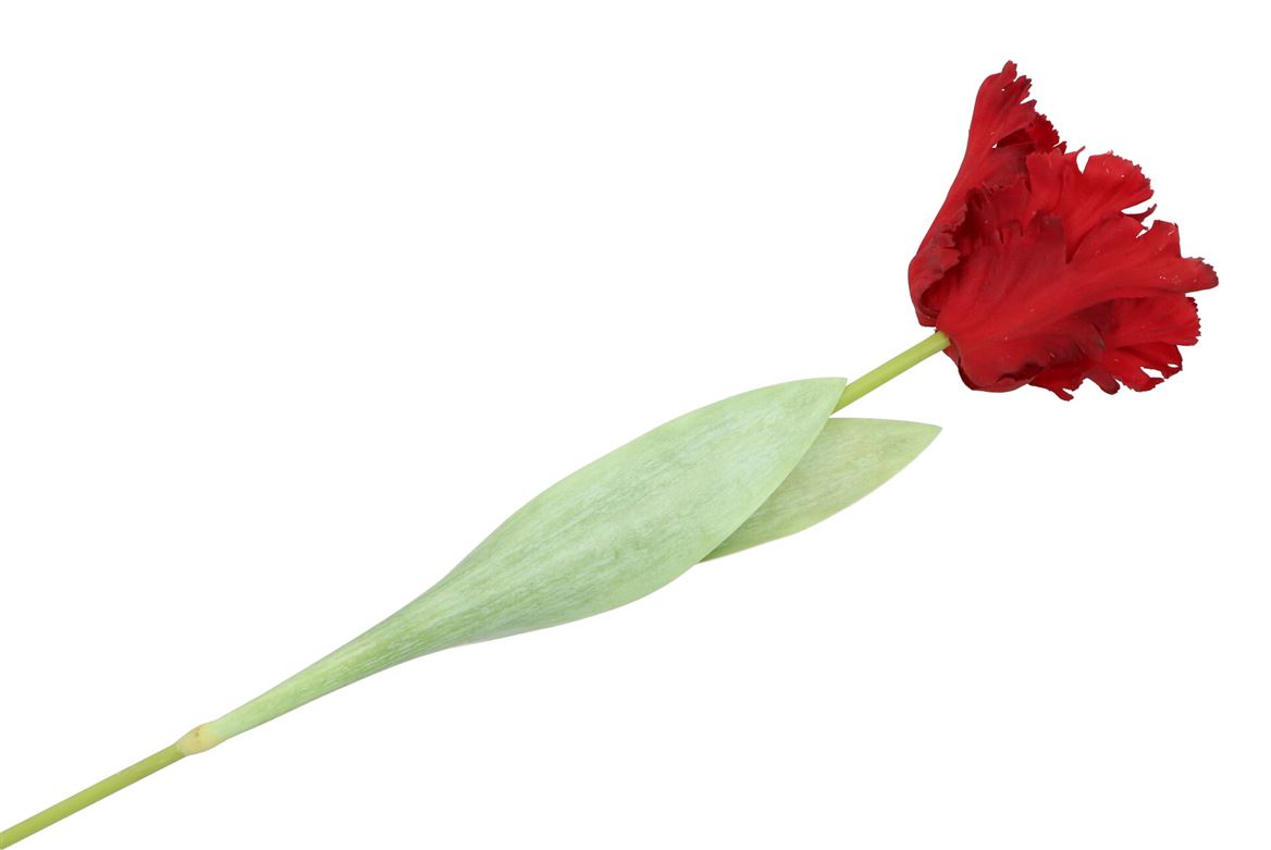 Silk Tulip Papagayo Red 64cm