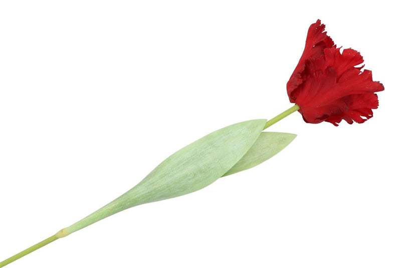 Silk Tulip Papagayo Red 64cm