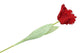 Silk Tulip Papagayo Red 64cm