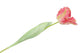 Silk Tulip Papagayo Pink/yellow 64cm
