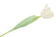 Silk Tulip Papagayo White 64cm