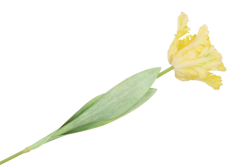Silk Tulip Papagayo Yellow 64cm