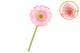 Silk Gerbera Light Pink 72cm