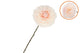 Silk Dahlia Bold Champagne 68cm