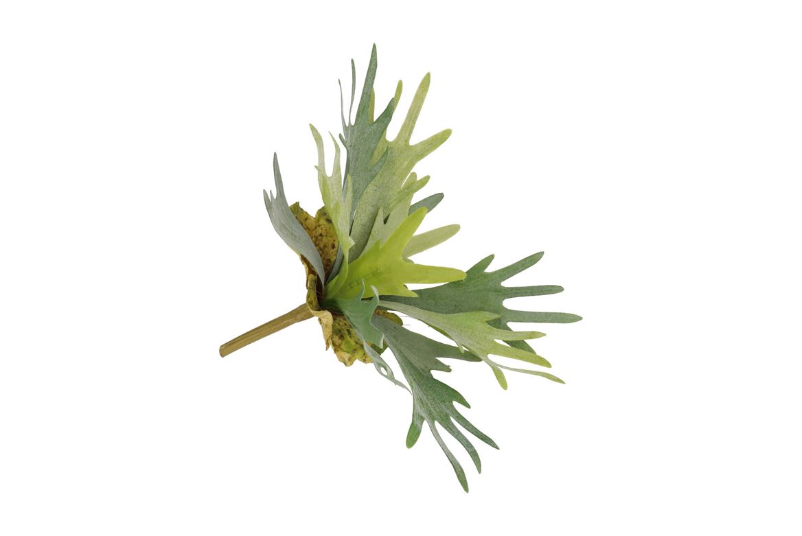Silk Fern Staghorn Green 36cm