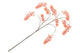 Silk Wisteria Peach 130cm Nm