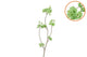 Silk Cherry Blossom Green 85cm Nm