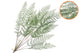 Silk Fern Cibotium Green Snowy 133cm Nm