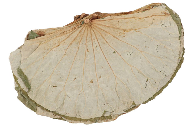 Nature Feuille De Lotus Grande Par 450 Grammes