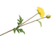 Silk Papaver Branche Jaune L64cm