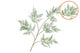 Silk Fern Asparagus Dark Green 107cm Nm