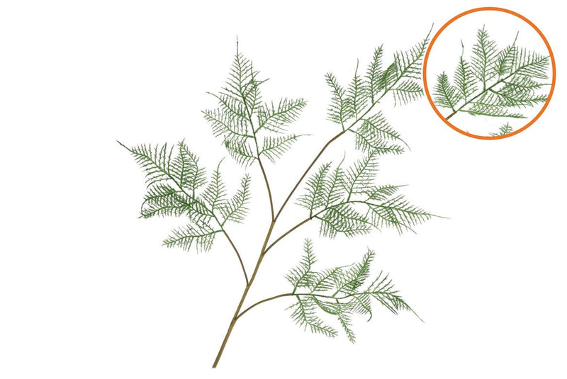 Silk Fern Asparagus Dark Green 107cm Nm