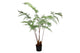 Silk Fern Dauallia In Pot Green 153cm