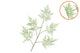 Silk Fern Asparagus Light Green 107cm Nm