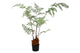 Silk Fern Polystichum Bakerianum In Pot Green 158c