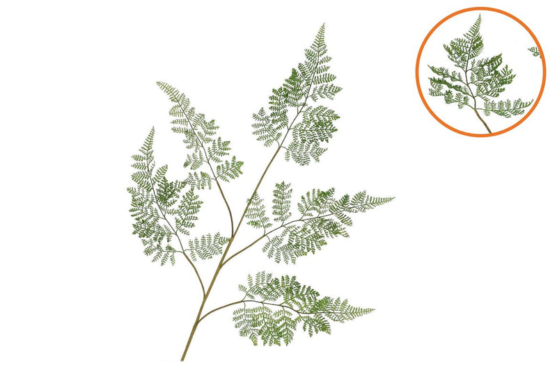 Silk Fern Forest Green 107cm Nm