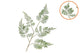 Silk Fern Forest Green 107cm Nm