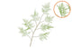 Silk Fern Asparagus Light Green 138cm Nm