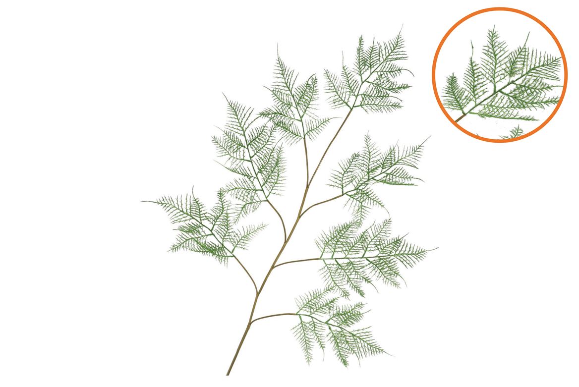 Silk Fern Asparagus Dark Green 138cm Nm