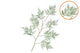 Silk Fern Asparagus Dark Green 138cm Nm