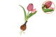 Silk Tulip Bulb Purple 25cm