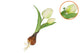 Silk Tulip Bulb White 25cm