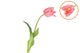 Silk Tulip Single Light Pink 48cm