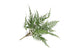 Silk Fern Dauallia Plant Green 87cm