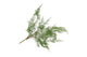 Silk Fern Forest Plant Green 77cm Nm