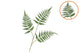 Silk Fern Dauallia Green 87cm