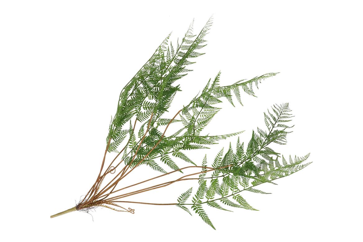 Silk Fern Cibotium Green 133cm Nm