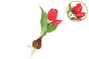 Silk Tulip Bulb Dark Pink 25cm