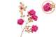 Silk Rose Goldie 5x Fuchsia 116cm Nm
