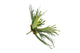 Silk Fern Staghorn Green 51cm