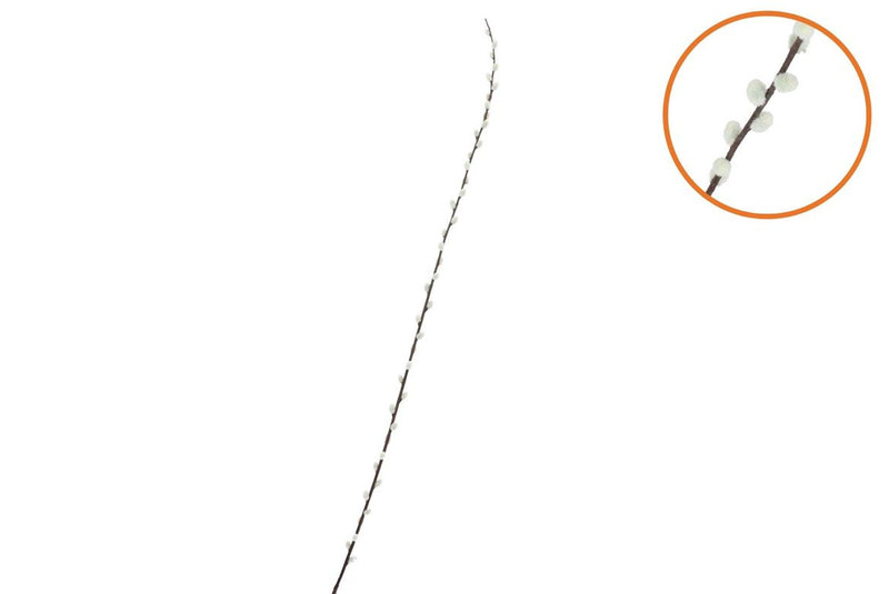 Silk Willow Catkins White 152cm Nm